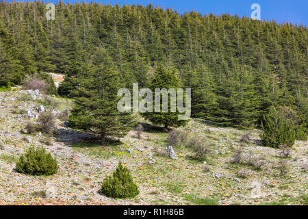 Arbres d'Al Shouf Cedar Barouk Réserve Naturelle du Mont Liban Moyen Orient Banque D'Images