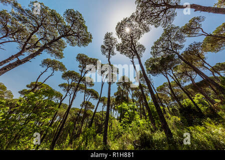 Forêt de pins de Jezzine au Sud Liban Moyen Orient Banque D'Images