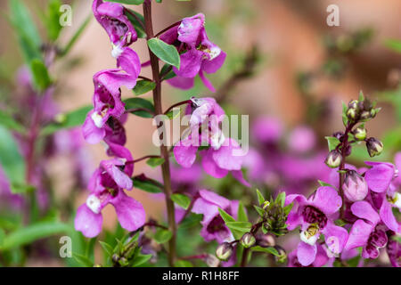 Gros plan de fleurs violettes, Angelonia Serena, dans un jardin. USA. Banque D'Images