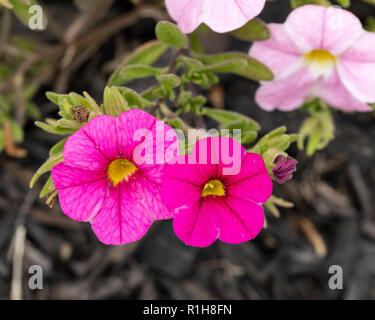 Calibrachoa, une variété de fleurs qui est pentunia-comme. New York, USA. Banque D'Images