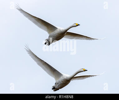 Une paire de cygnes chanteurs adultes un vol au-dessus de l'autre Banque D'Images