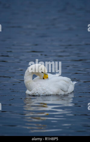 Un cygne chanteur se lisser ses plumes assis sur un lac Banque D'Images