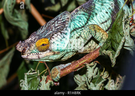 Parsons Chameleon Calumma parsonii parsonii (), captive, homme, l'Est de Madagascar, Madagascar Banque D'Images