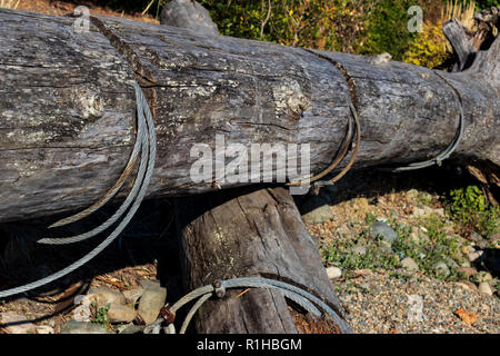 Le bois d'arbre avec la corde enroulée autour du câble d'acier et de plantes Banque D'Images