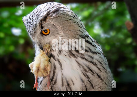 Siberian Eagle Owl avec proie dans le bec. Bubo bubo sibiricus, le plus grand d'Amérique dans le monde. Banque D'Images