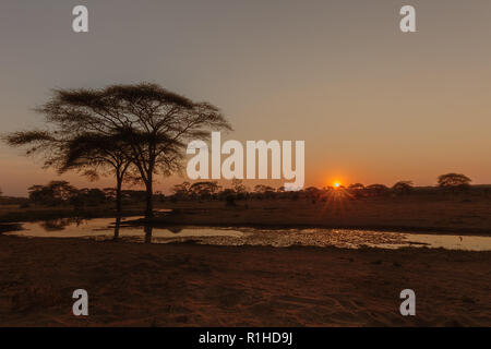 Un lever de soleil sur l'abreuvoir à Senyati Camp, Botswana, Afrique du Sud Banque D'Images