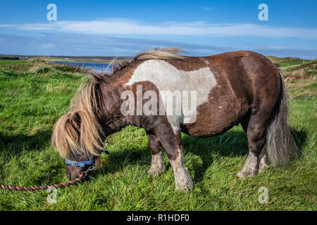 Très populaires poney shetland Poney Poney Danse Chaussettes (à partir de la télévision commerciale) à l'Ecosse, îles Shetland, Royaume-Uni Banque D'Images