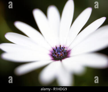 Un gros plan d'une fleur osteospermum. Banque D'Images