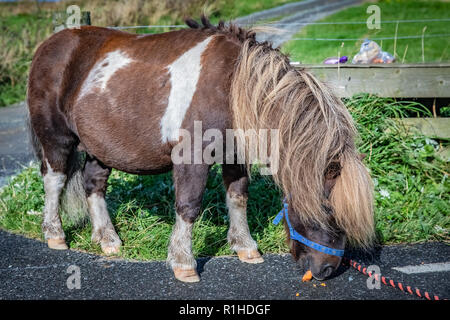 Très populaires poney shetland Poney Poney Danse Chaussettes (à partir de la télévision commerciale) à l'Ecosse, îles Shetland, Royaume-Uni Banque D'Images