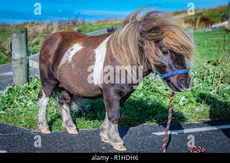 Très populaires poney shetland Poney Poney Danse Chaussettes (à partir de la télévision commerciale) à l'Ecosse, îles Shetland, Royaume-Uni Banque D'Images