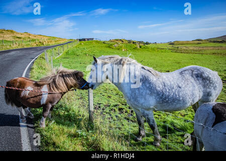 Très populaires poney shetland Poney Poney Danse Chaussettes (à partir de la publicité TV) avec ami à cheval Highland Ecosse, Shetland Islands, United Kingdom Banque D'Images