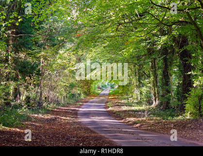 Un début de l'automne vue sur une voie dans les Cotswolds, en Angleterre, UK. Banque D'Images