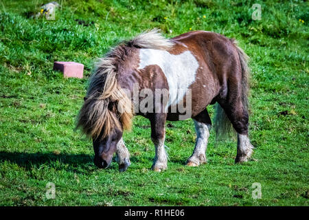 Très populaires poney shetland Poney Poney Danse Chaussettes (à partir de la télévision commerciale) à l'Ecosse, îles Shetland, Royaume-Uni Banque D'Images