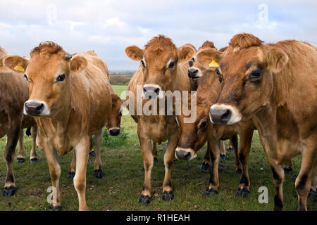 Curieux de vaches de Jersey sur une ferme dans l'East Sussex Banque D'Images