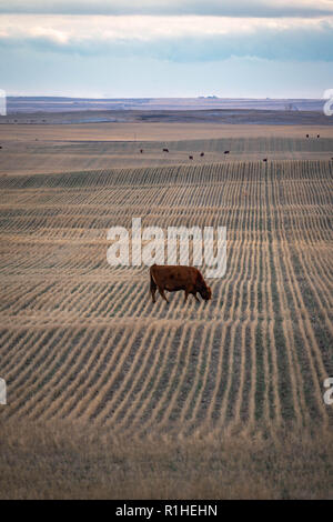 Paysage des prairies avec seule vache paissant dans les champs de ferme avec ciel couvert. Banque D'Images