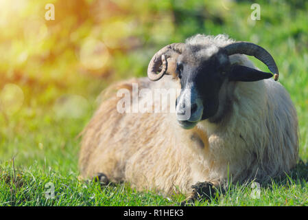 Les moutons se reposant sur l'herbe en plein jour clair Banque D'Images