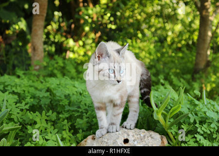 Yound chat domestique, 4 mois, seal tabby point, assis dans le jardin Banque D'Images