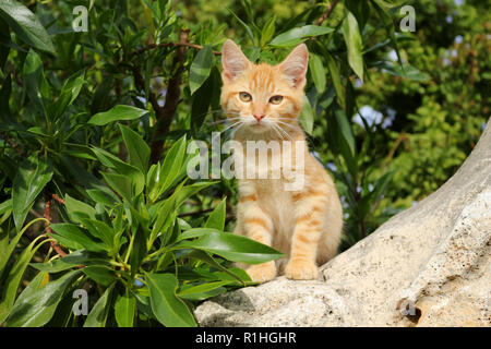 Chaton, 3 mois, red tabby, assis entre les plantes vertes Banque D'Images