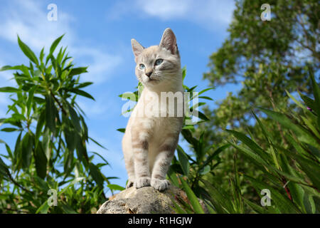 Jeune chat domestique, seal tabby point, 3 mois, debout sur un rocher Banque D'Images