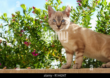 Yound chat domestique, 4 mois, seal tabby point, debout entre les fleurs dans le jardin Banque D'Images