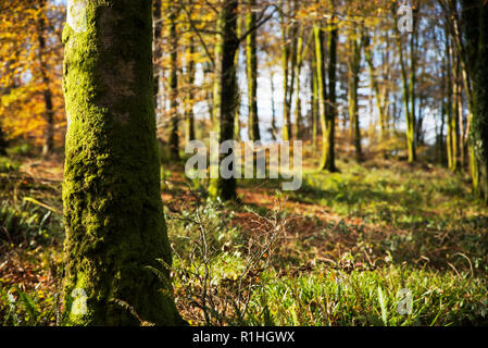 Les hêtres forestiers d'automne, Cornwall, UK Banque D'Images
