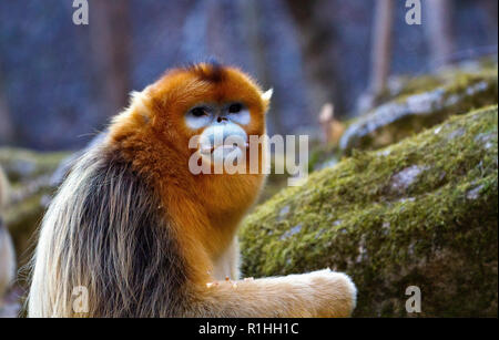 Mâle adulte snub-nosed (Rhinopithecus roxellana Golden Monkey). En janvier dans la zone boisée, Foping montagnes Qinling, province du Shaanxi, Chine Banque D'Images