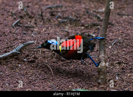 Un homme oiseau de paradis de Wilson (Diphyllodes respublica) en parade nuptiale à son lek. L'île de Waigeo, Raja Ampat, Indonésie Banque D'Images