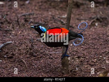 Un homme oiseau de paradis de Wilson (Diphyllodes respublica) en parade nuptiale à son lek. L'île de Waigeo, Raja Ampat, Indonésie Banque D'Images