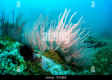 Gorgones rouge corail fouet, Leptogorgia chilensis, dans le Channel Islands National Marine Sanctuary, en Californie Banque D'Images