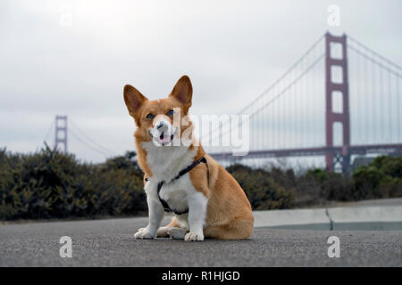Pembroke Welsh Corgi devant le Golden Gate Bridge Banque D'Images