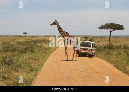 Une girafe traversant la rue dans le Masai Mara national park Banque D'Images