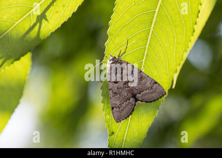 Bruchweidenkarmin Bruchweiden-Karmin Bruchweidenkamin,,, Bruchweiden-Kamin, Catocala pacta, Polish rouge. Eulenfalter, Noctuidae, noctuelles noctuelles Banque D'Images