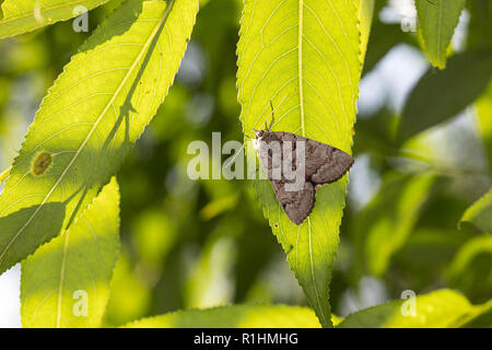 Bruchweidenkarmin Bruchweiden-Karmin Bruchweidenkamin,,, Bruchweiden-Kamin, Catocala pacta, Polish rouge. Eulenfalter, Noctuidae, noctuelles noctuelles Banque D'Images