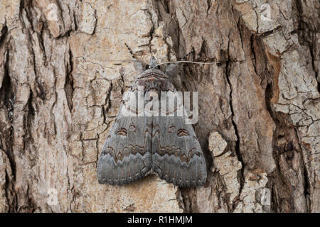 Bruchweidenkarmin Bruchweiden-Karmin Bruchweidenkamin,,, Bruchweiden-Kamin, Catocala pacta, Polish rouge. Eulenfalter, Noctuidae, noctuelles noctuelles Banque D'Images