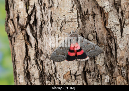 Bruchweidenkarmin Bruchweiden-Karmin Bruchweidenkamin,,, Bruchweiden-Kamin, Catocala pacta, Polish rouge. Eulenfalter, Noctuidae, noctuelles noctuelles Banque D'Images