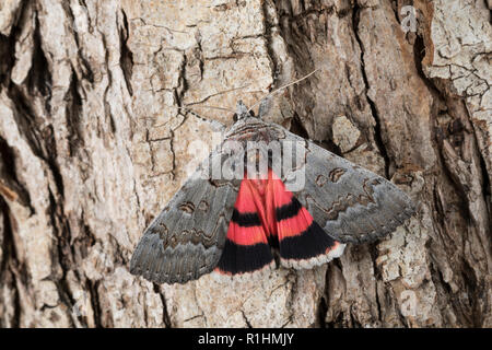 Bruchweidenkarmin Bruchweiden-Karmin Bruchweidenkamin,,, Bruchweiden-Kamin, Catocala pacta, Polish rouge. Eulenfalter, Noctuidae, noctuelles noctuelles Banque D'Images