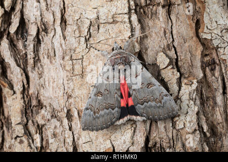 Bruchweidenkarmin Bruchweiden-Karmin Bruchweidenkamin,,, Bruchweiden-Kamin, Catocala pacta, Polish rouge. Eulenfalter, Noctuidae, noctuelles noctuelles Banque D'Images