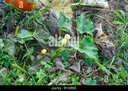 Blossom de citrouilles dans un champ de citrouilles. La citrouille (Cucurbita sp.) poussant dans un champ. Ces plantes produisent des fruits comestibles. Photographié à Neustif Banque D'Images