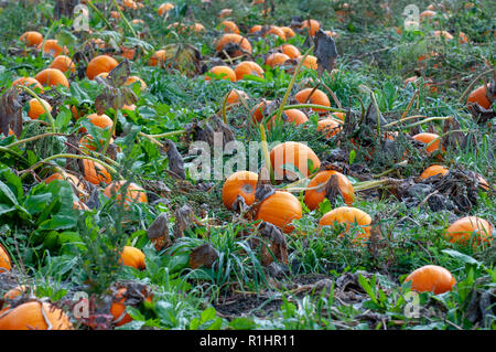 Citrouille citrouilles orang mûrs en champ. La citrouille (Cucurbita sp.) poussant dans un champ. Ces plantes produisent des fruits comestibles. Photographié à Neustift, Banque D'Images