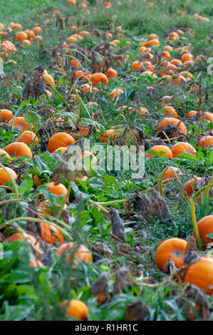 Citrouille citrouilles orang mûrs en champ. La citrouille (Cucurbita sp.) poussant dans un champ. Ces plantes produisent des fruits comestibles. Photographié à Neustift, Banque D'Images