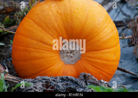 Close up of ripe orang citrouilles dans champ de citrouilles. La citrouille (Cucurbita sp.) poussant dans un champ. Ces plantes produisent des fruits comestibles. Photographié Banque D'Images