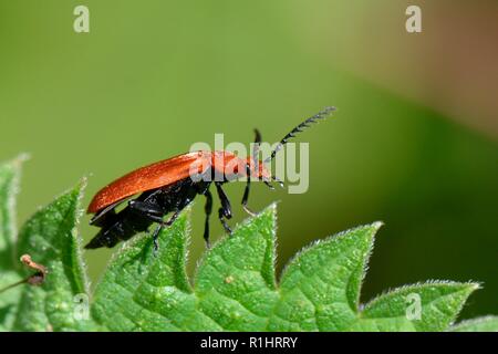 Un cardinal à tête rouge (Pyrochroa serraticornis beetle) prépare à décoller d'une feuille d'ortie dans les sous-bois forestiers, près de Bath, Royaume-Uni, mai. Banque D'Images