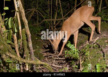 Le chevreuil (Capreolus capreolus) buck visiter un flux forestiers à boire la nuit, près de Bath, Royaume-Uni, mai. Banque D'Images