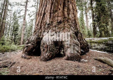 Les troncs des arbres Séquoia sequoia et dans le parc national Kings Canyon en Californie Banque D'Images