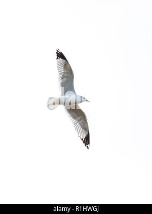 Une mouette blanche avec le bout des ailes noir s'élève au-dessus du lac de Caroline, dans le nord-ouest de la Louisiane, isolé contre un ciel blanc.. Banque D'Images