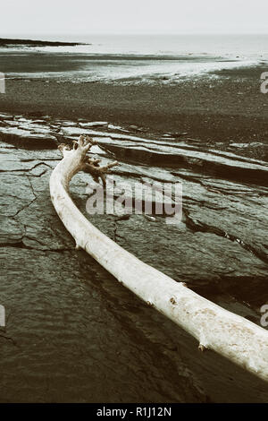 Journal de grève altérés sur froid et humide de la ligne de côte. Banque D'Images