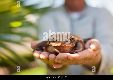 Portrait d'une grenouille grande étant détenus par un mains. Banque D'Images