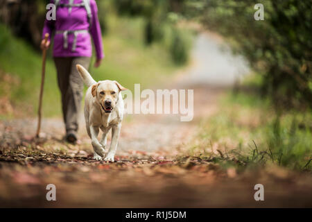 Labrador excité exécute devant son propriétaire de sexe féminin qu'ils randonnée pédestre le long d'un sentier de la forêt feuillue. Banque D'Images