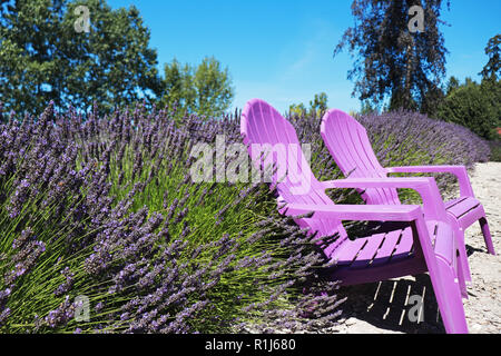 Des chaises à une ferme de lavande à Sequim, Washington Banque D'Images