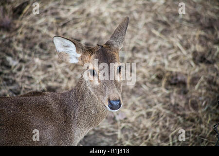 Portrait de cerf , Deer / Deer vivent dans la réserve de la faune Banque D'Images